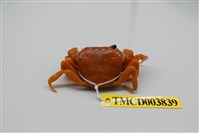 藏品(拉氏清溪蟹)的圖片